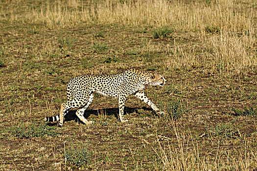 印度豹,尾随,捕食,猎豹,塞伦盖蒂国家公园,坦桑尼亚