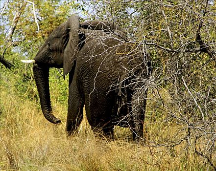 非洲象,树林,乔贝国家公园,博茨瓦纳