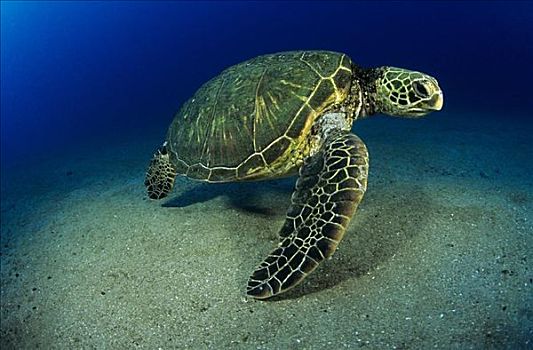 夏威夷,绿海龟,龟类,靠近,沙,仰视