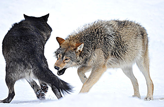 狼,加拿大,雪,年轻,动物,尝试,咬