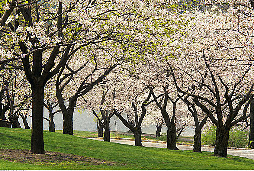 樱桃树,高,公园,多伦多,安大略省