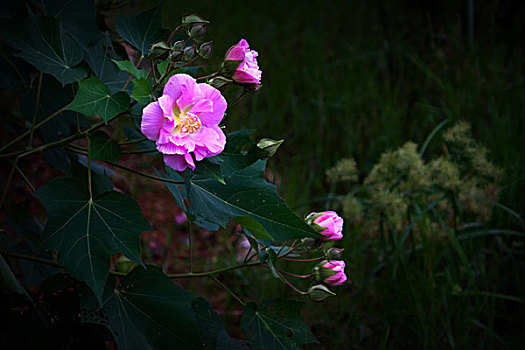 美丽的芙蓉花,木芙蓉,拒霜花,木莲,地芙蓉,华木