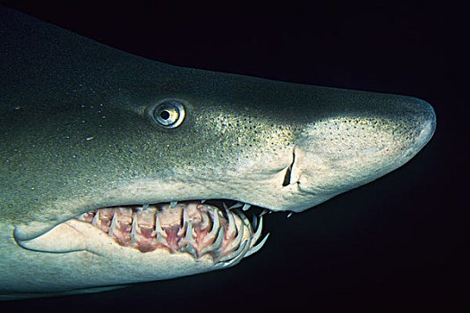 虎鲨,沙鲨属,温哥华水族馆,不列颠哥伦比亚省,加拿大