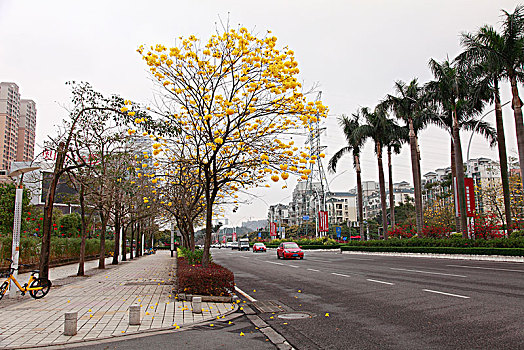 江门,黄花风玲