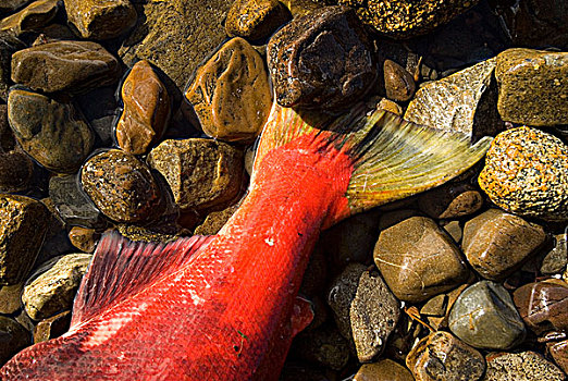 红大马哈鱼,岸边,湖,不列颠哥伦比亚省,加拿大