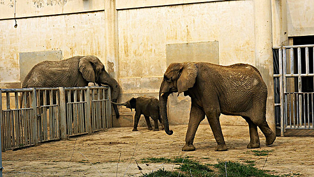 北京动物园非洲象一家