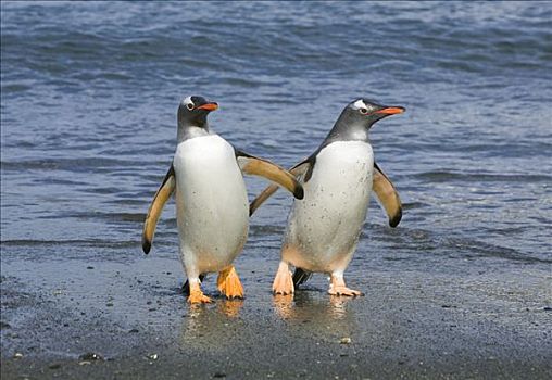 巴布亚企鹅,一对,海洋,南乔治亚