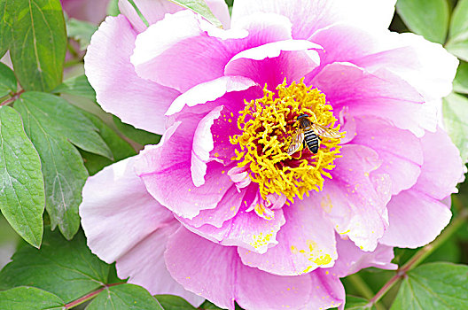 牡丹花和蜜蜂