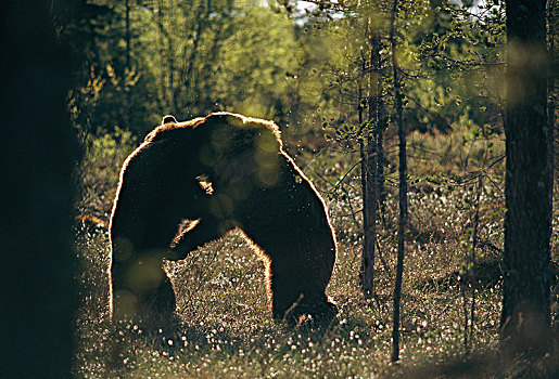 熊,争斗,树林