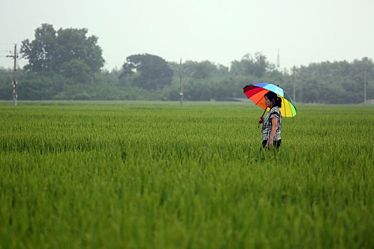 雨中万亩稻田长势喜人,农民期盼再迎丰收年