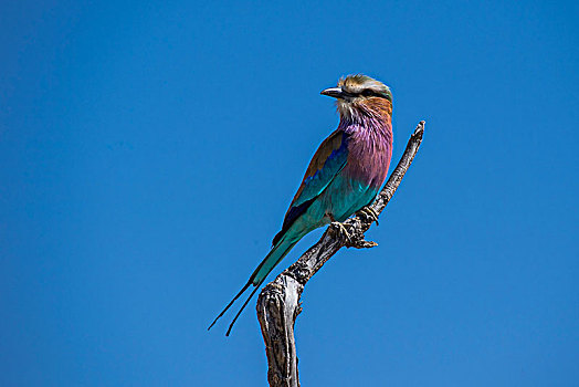 紫胸佛法僧鸟,佛法僧属,栖息,干燥,枝条,乔贝国家公园,博茨瓦纳,非洲