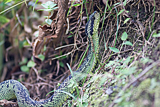 卢旺达,毒蛇