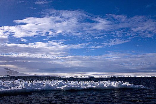 阿德利企鹅,冰,海洋,保利特岛,南极半岛,南极