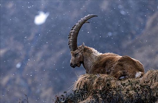 阿尔卑斯野山羊,羱羊,提洛尔,奥地利