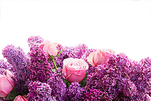 丁香,边界,紫色,花,粉色,玫瑰,隔绝,白色背景,背景
