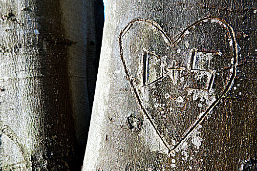 树,雕刻,心形,文字,斯图加特,巴登符腾堡,德国,欧洲