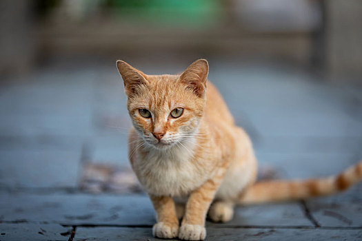 后院花园里玩耍的可爱猫眯