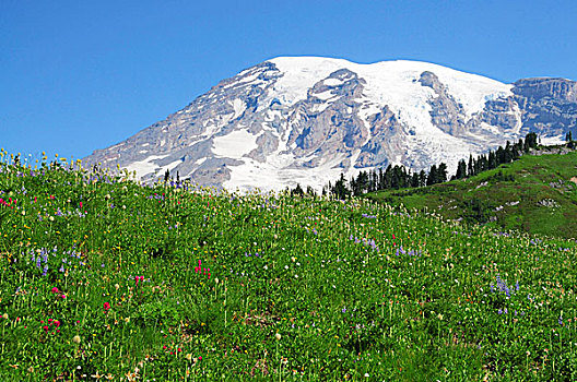 雷尼尔山,积雪,乐园,野花,前景,雷尼尔山国家公园,华盛顿,美国