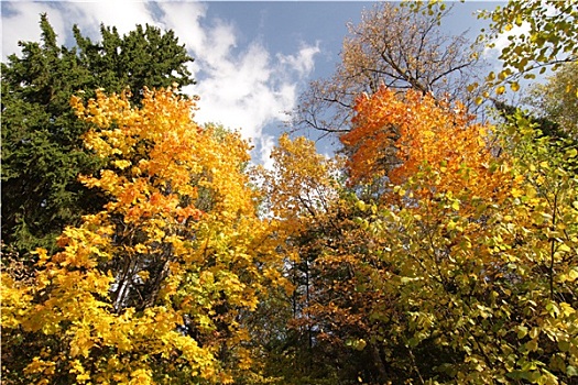 多彩,树林,秋天