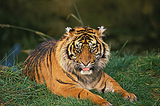 苏门答腊虎,成年,休息,草
