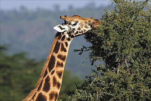 肖像,罗特希尔德长颈鹿,纳库鲁湖,国家公园,肯尼亚,东非