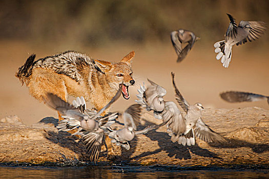 黑背狐狼,追逐,鸽子,水坑,卡拉哈迪,国家公园,北开普,省,南非,非洲