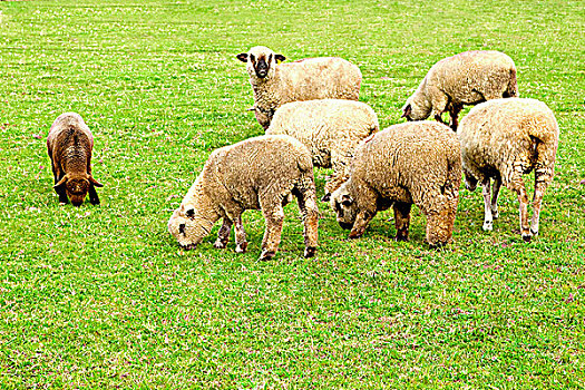 绵羊,放牧,土地