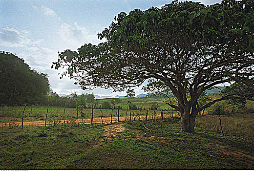 树,土路,云尼斯,古巴