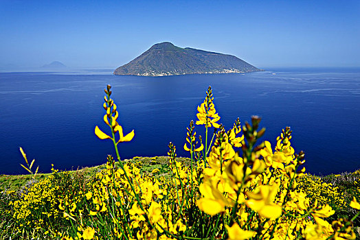 风景,扫帚,灌木丛,利帕里,利帕里群岛,意大利,欧洲