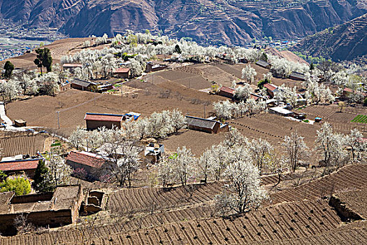 四川阿坝州金川,春天梨花梨树