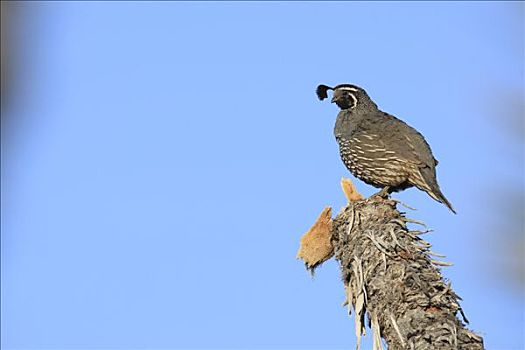 鹌鹑,埃尔比斯开诺生物圈保护区,墨西哥