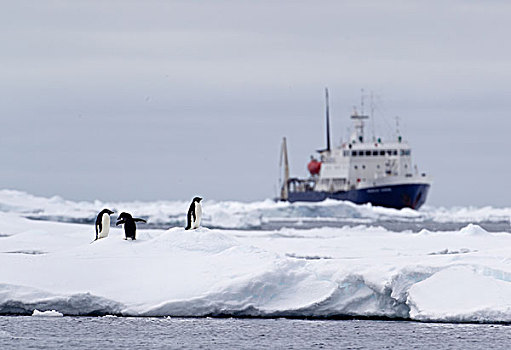 阿德利企鹅,浮冰,船,远景,南大洋,英里,北方,东方,南极
