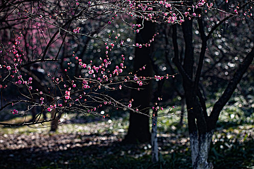 梅花