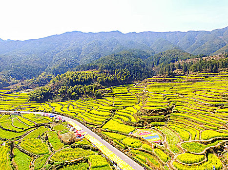 航拍春天婺源的油菜花梯田