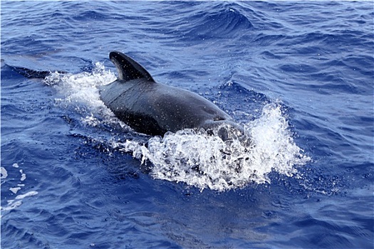 巨头鲸,自由,公海,蓝色,地中海