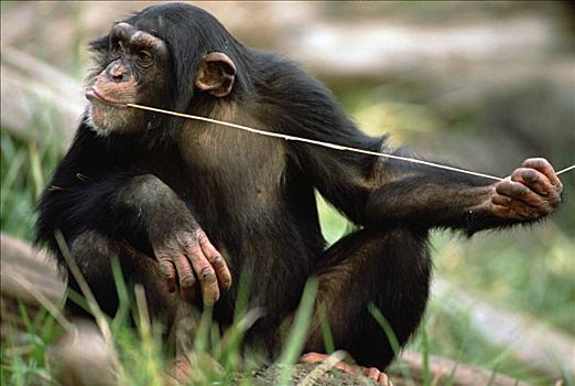 黑猩猩,类人猿,捕鱼,工具,抓住,昆虫,华盛顿,公园,动物园