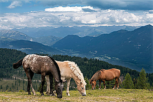 马,阿尔卑斯山,卡林西亚