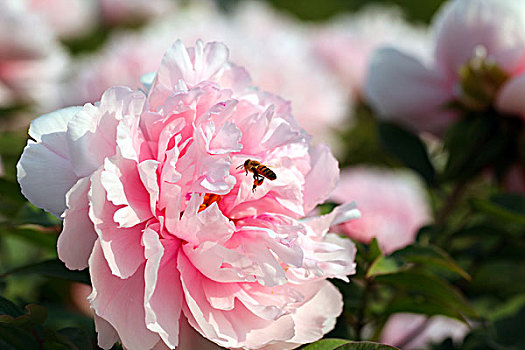 春天,牡丹花,艷麗,嬌美,富貴,花季0081