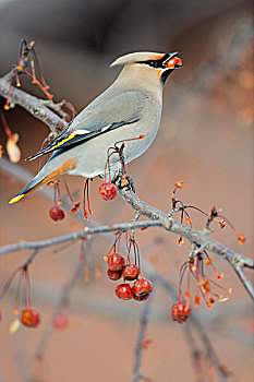 太平鸟,冬天,候鸟,萨德伯里,安大略省,加拿大