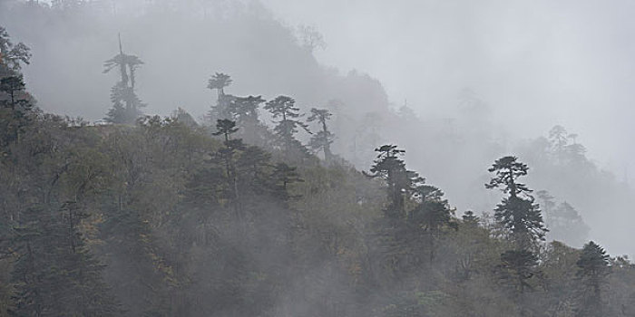 雾,遮盖,树,树林,地区,不丹