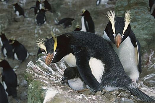企鹅,父母,保护,幼兽,幼禽,鸟窝,岛屿,新西兰