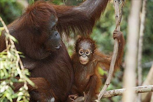 黑猩猩,年轻,檀中埠廷国立公园,中心,加里曼丹,婆罗洲,印度尼西亚,亚洲
