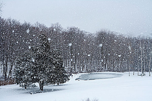 雪,落下,冬季风景,树,水塘