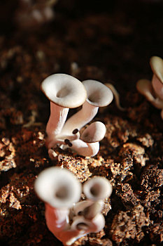 山东省日照市,阳台上的蘑菇长势喜人
