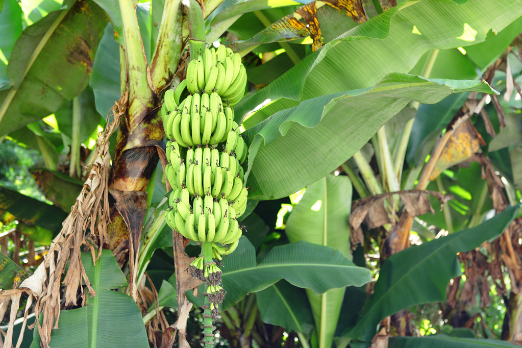 挂满香蕉的香蕉树图片图片