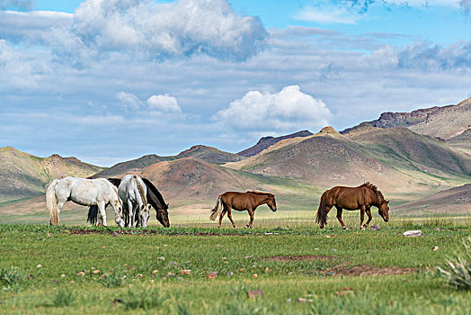 野马,放牧,山,背景,省,蒙古