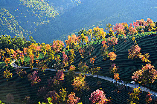 南涧无量山樱花谷