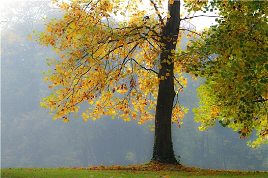 秋季,北莱茵威斯特伐利亚,德国
