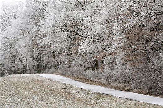霜冻,冬季风景,黑森州,德国