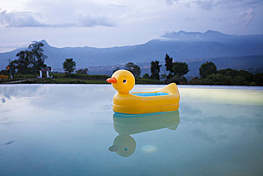 鸭子,漂浮,安静,游泳池